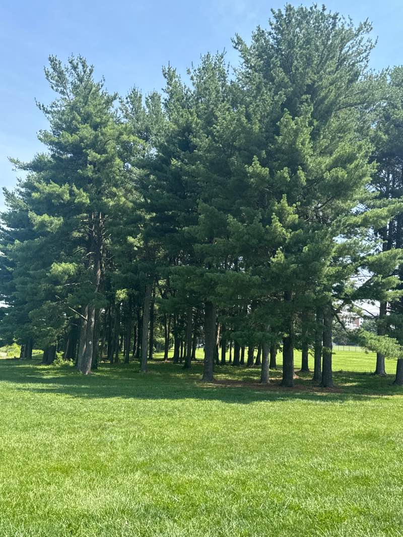walking near me in Landon C. Burns Park in summer