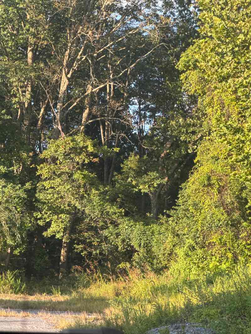 walking near me in Soldier's Delight Heritage Conservation Fund Site in autumn