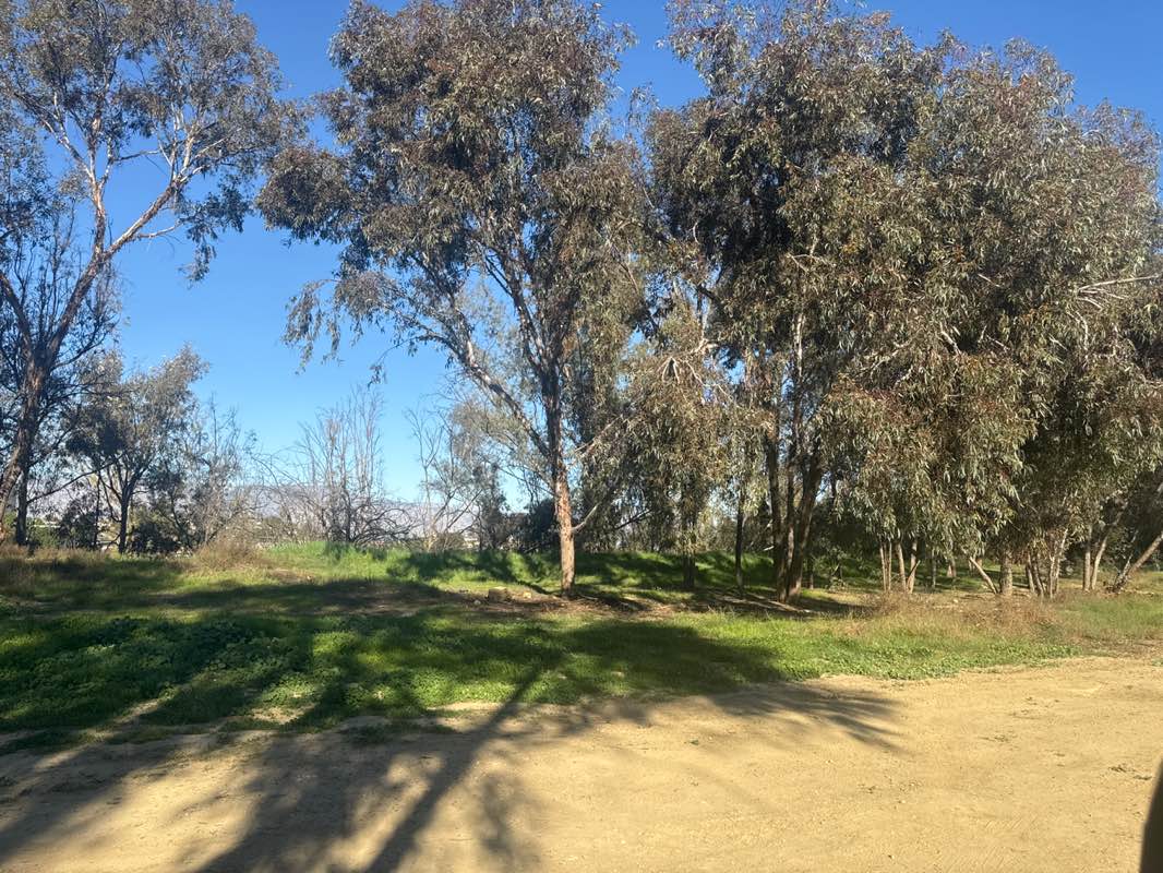 walking near me in Pine Tree Park in winter