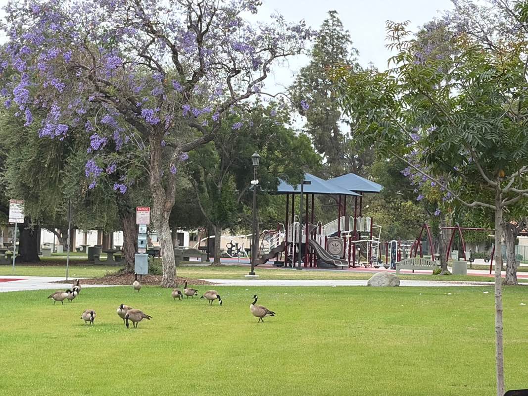 walking near me in Irwindale Park in summer