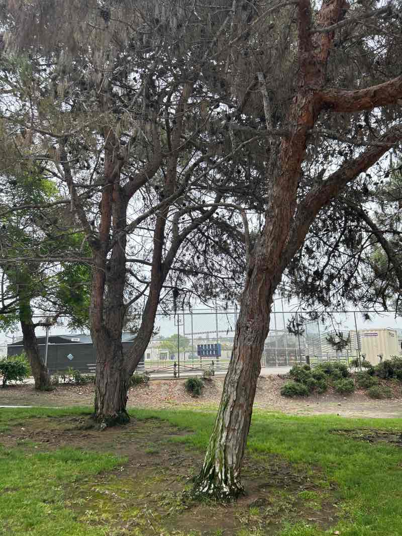 walking near me in Spring Canyon Neighborhood Park in summer