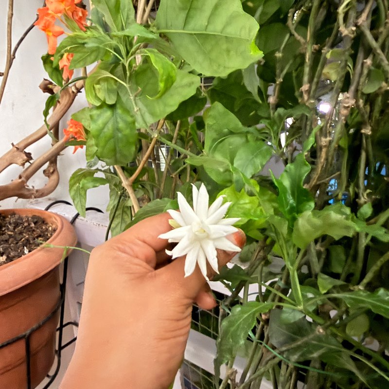 A.