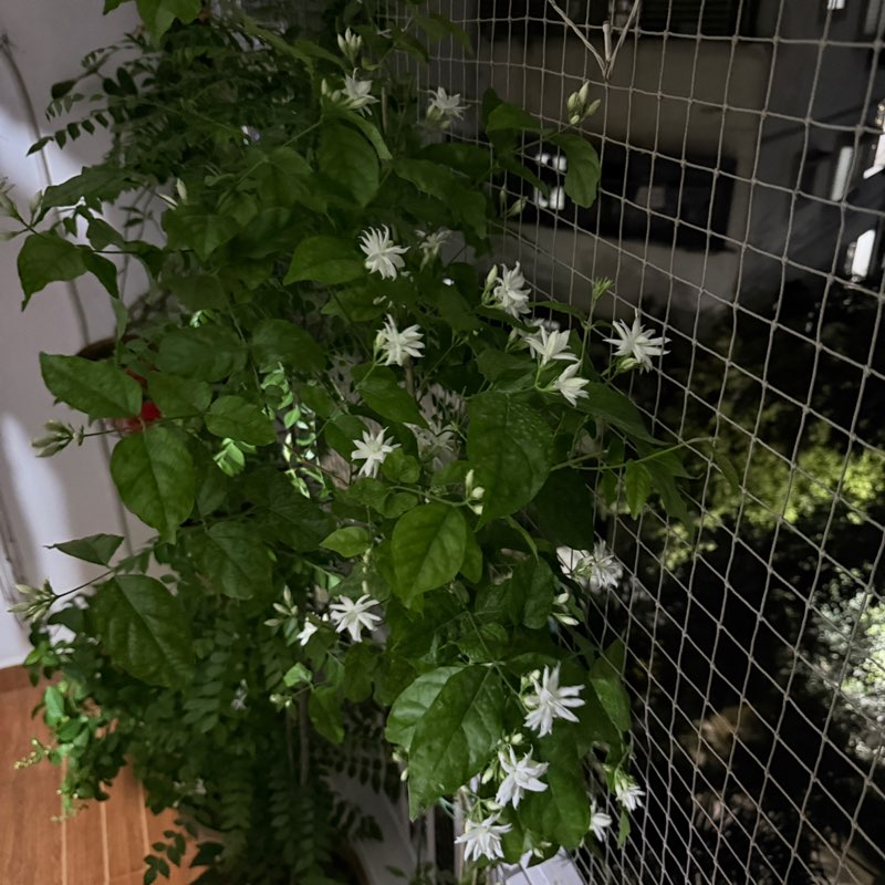 A.