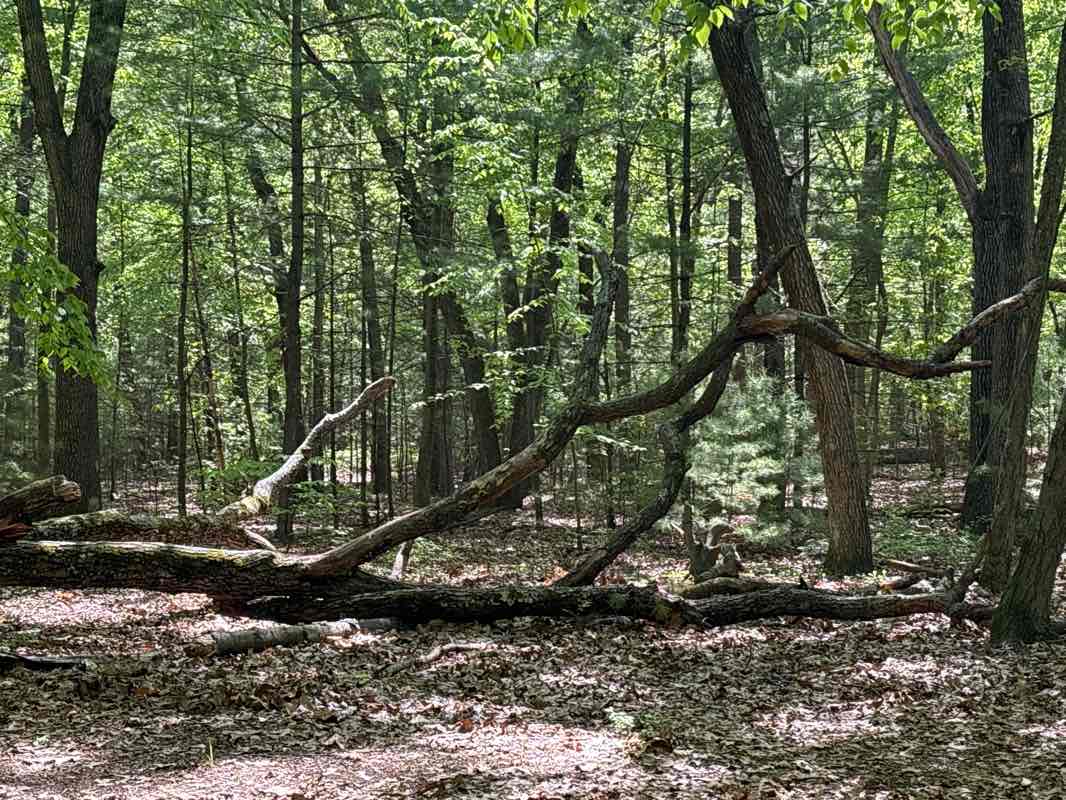 walking near me in Robinson State Park in summer