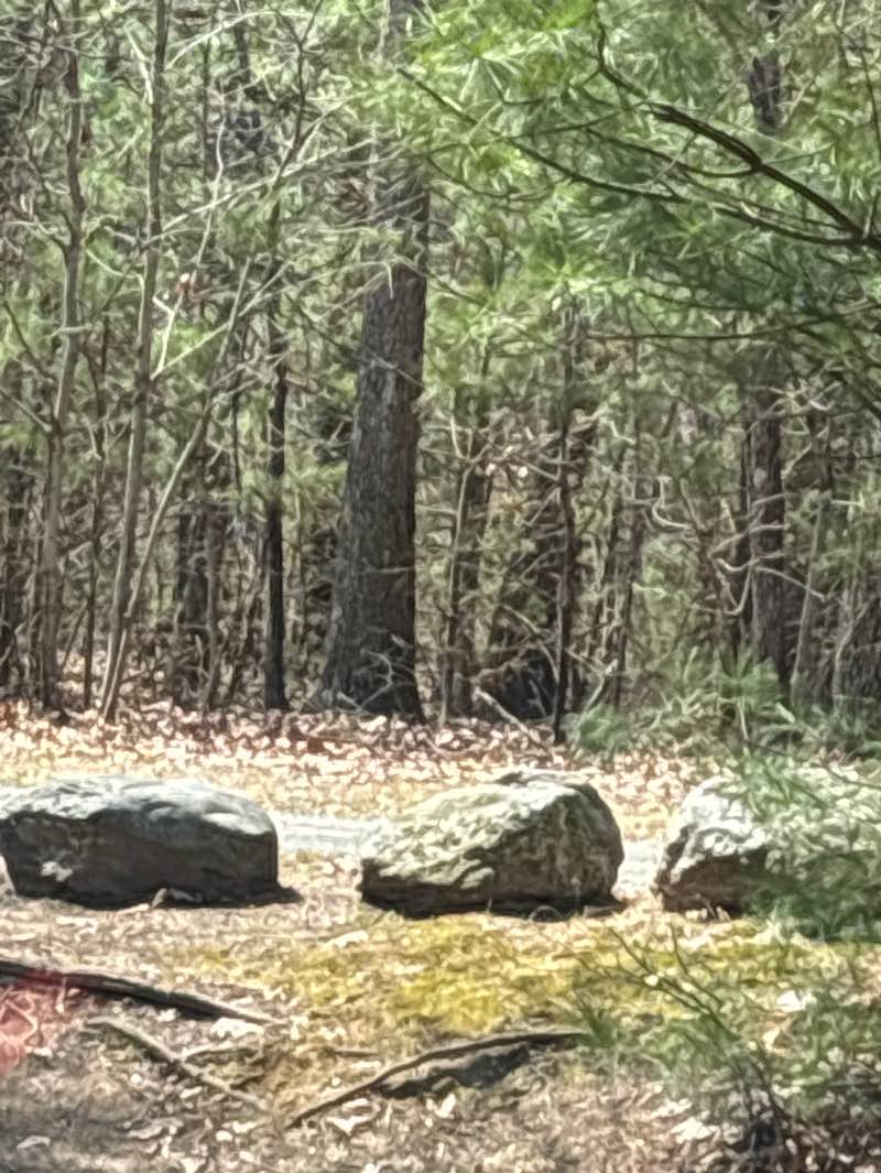walking near me in Rail Trail in spring