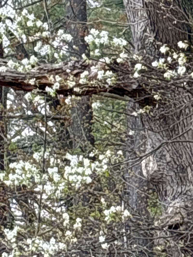 walking near me in Robinson State Park in spring