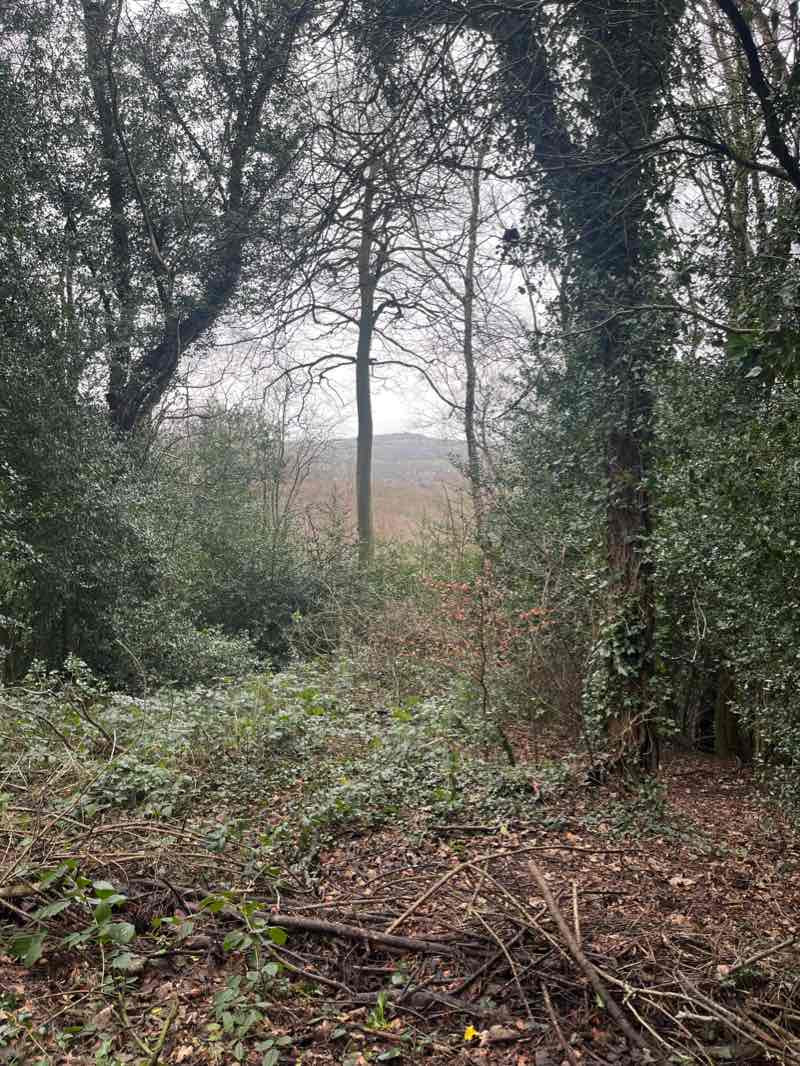 walking near me in The Leasowes in winter