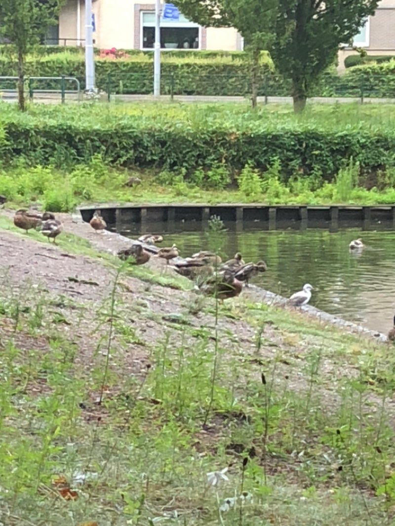 walking near me in P.M. Rogmanspark in winter