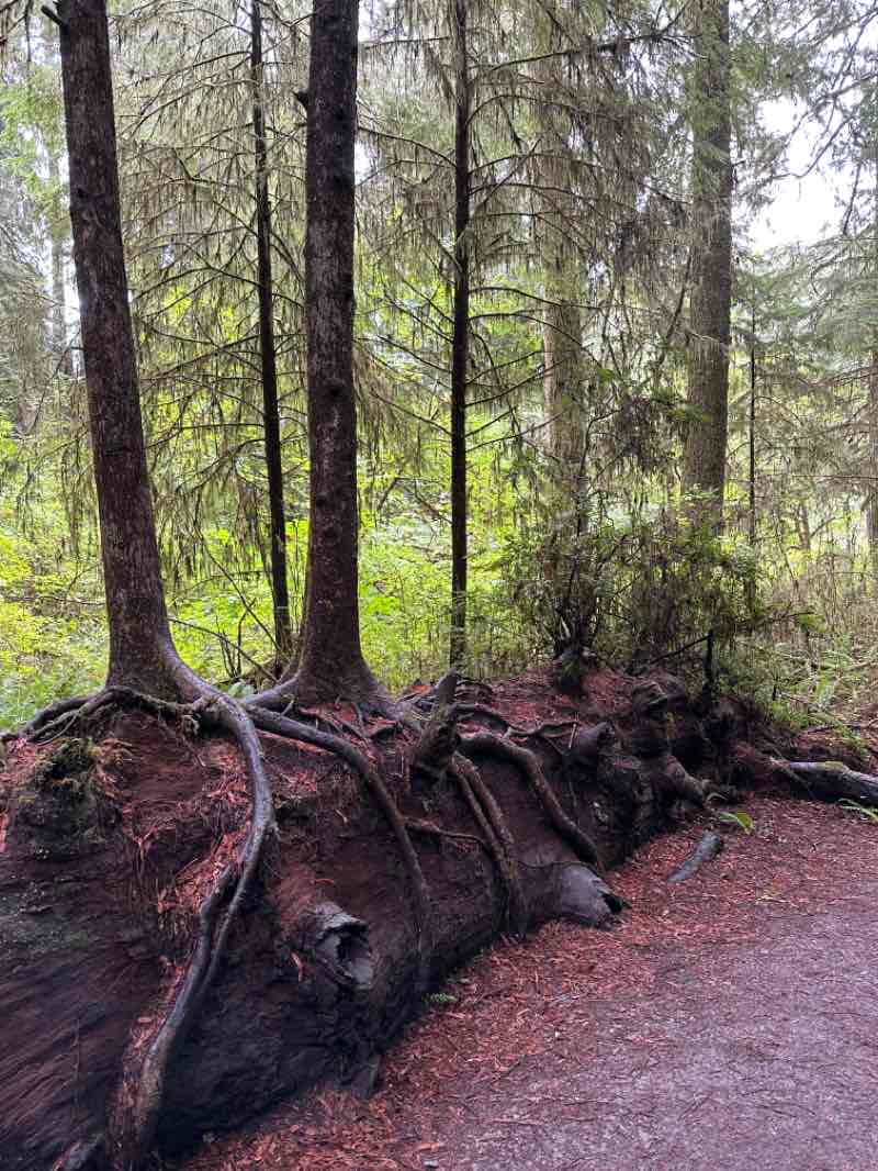 walking near me in Jedediah Smith Redwoods State Park in winter