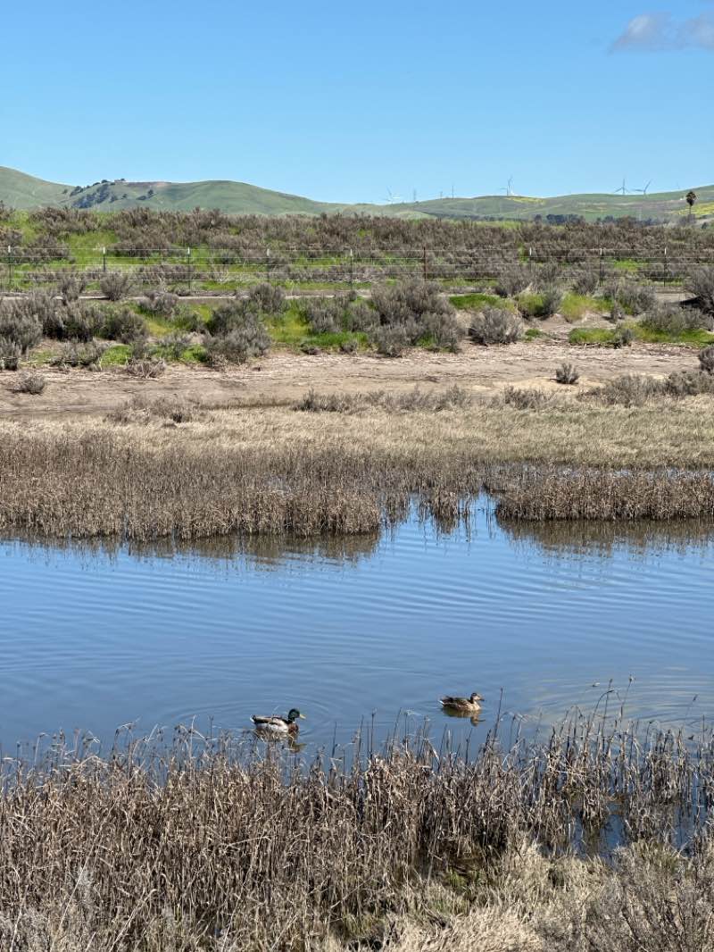 walking near me in Springtown Open Space in spring