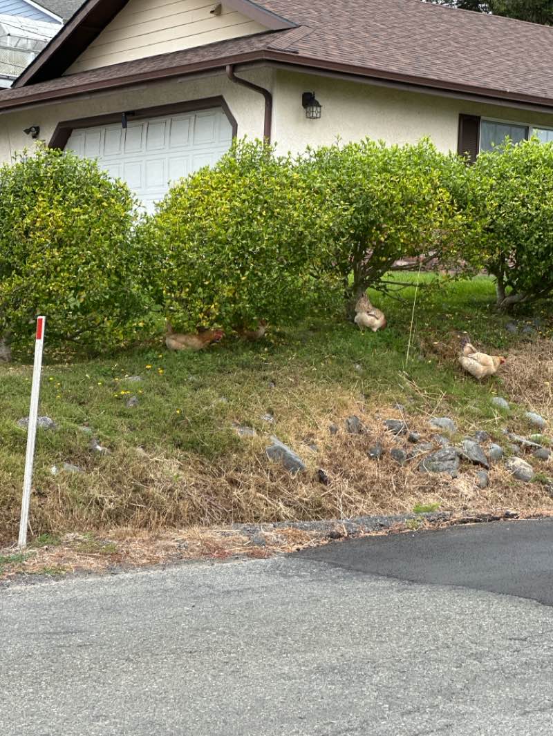 walking near me in Bud Cross Park in autumn