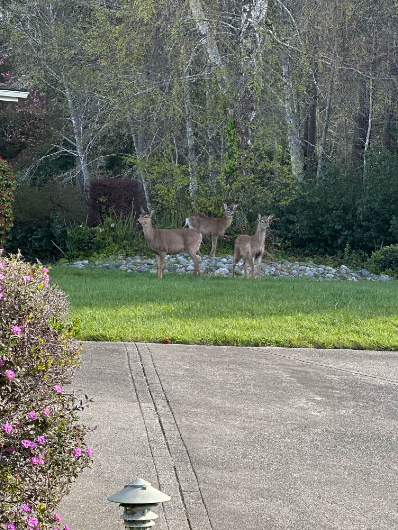 walking near me in Bud Cross Park in spring