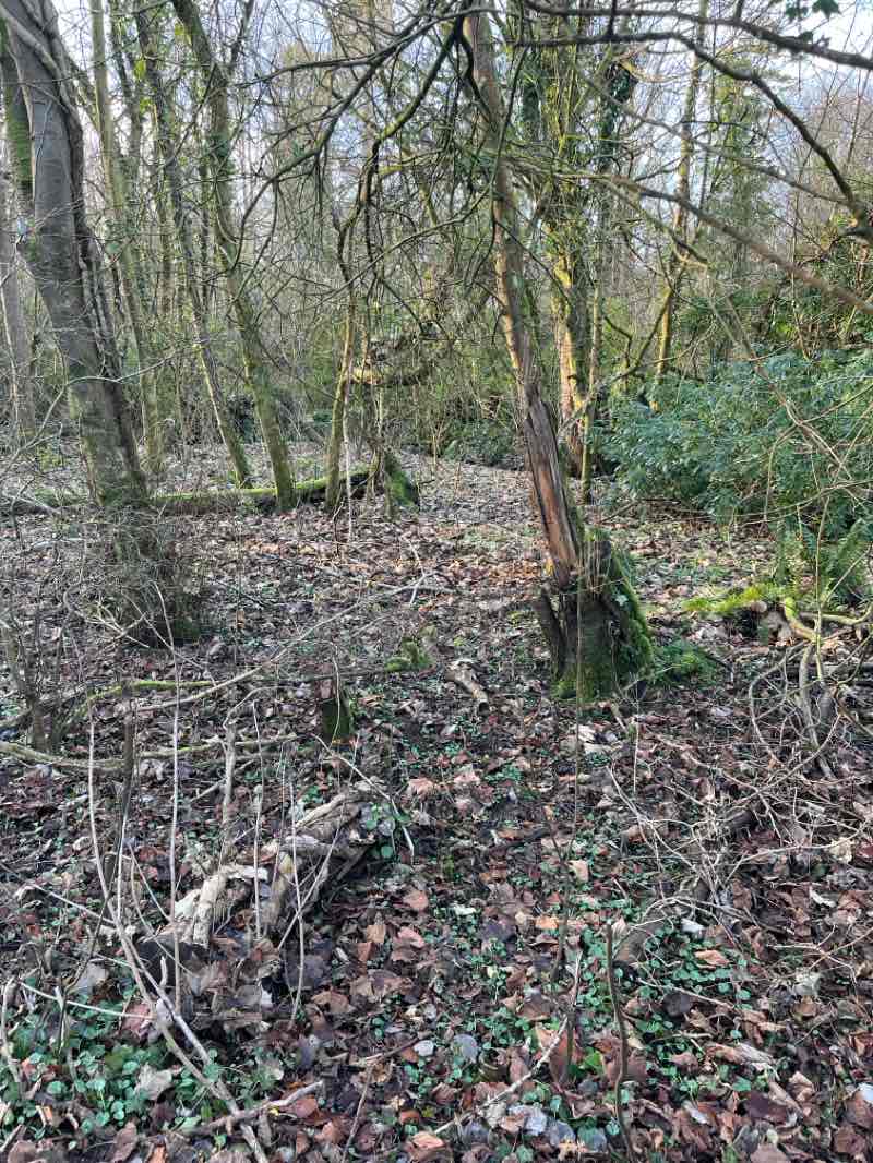 walking near me in Bourtreehill Park in winter