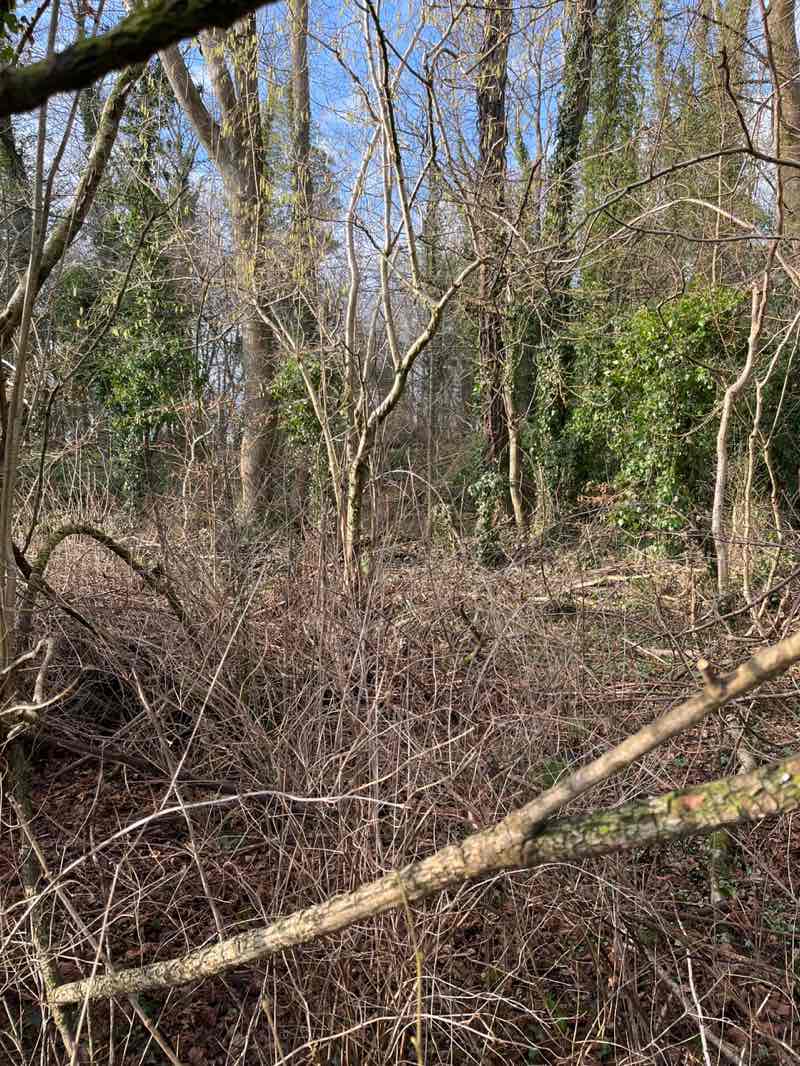 walking near me in Lawthorn Park in winter