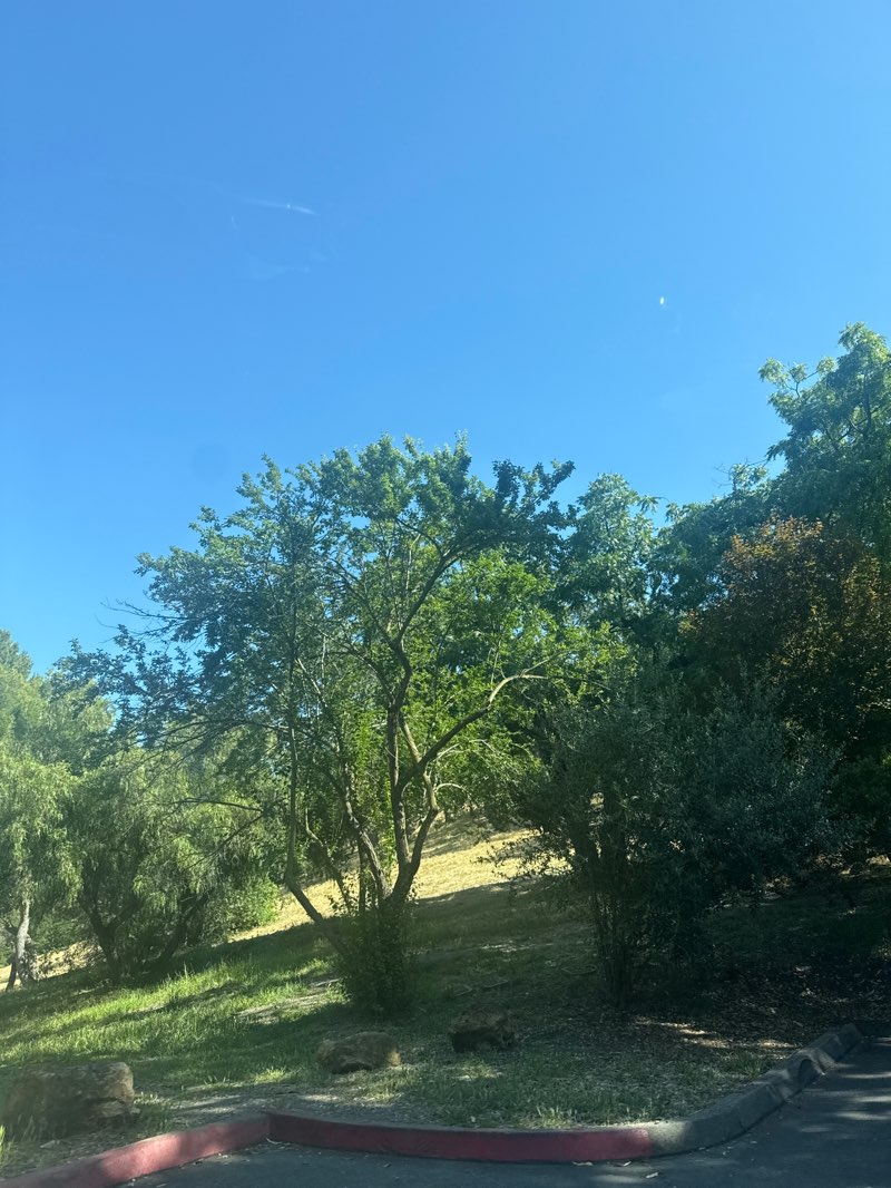 walking near me in Belgatos Park in spring