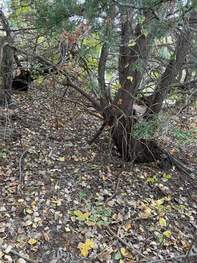 walking near me in Morman Island State Recreation Area in winter