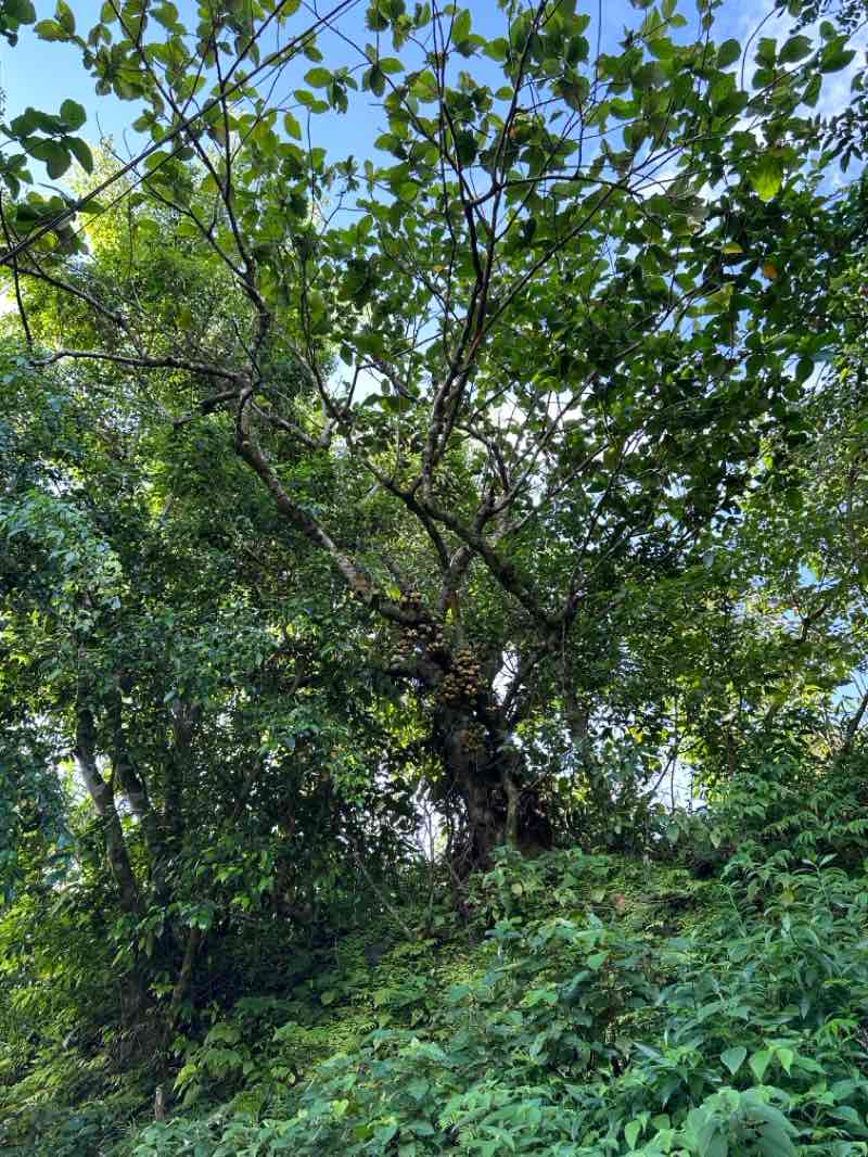 walking near me in People's Park in the Sky in winter