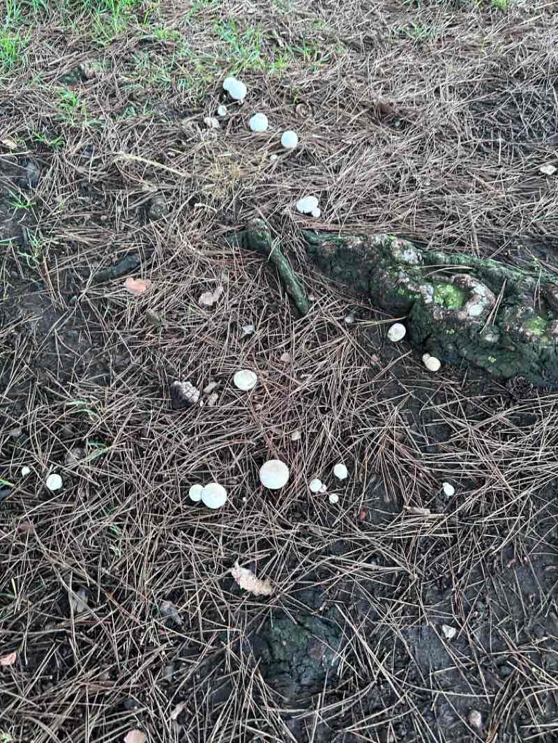 walking near me in McKinnon Park in autumn