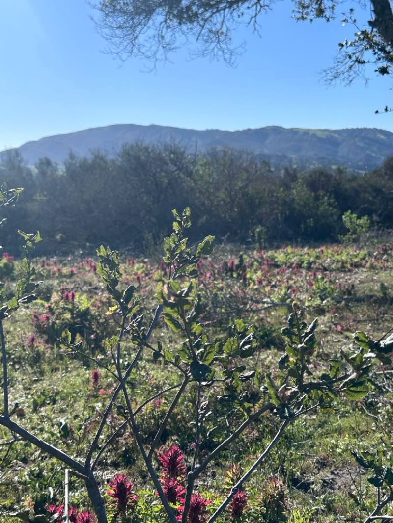 walking near me in Fort Ord National Monument in winter