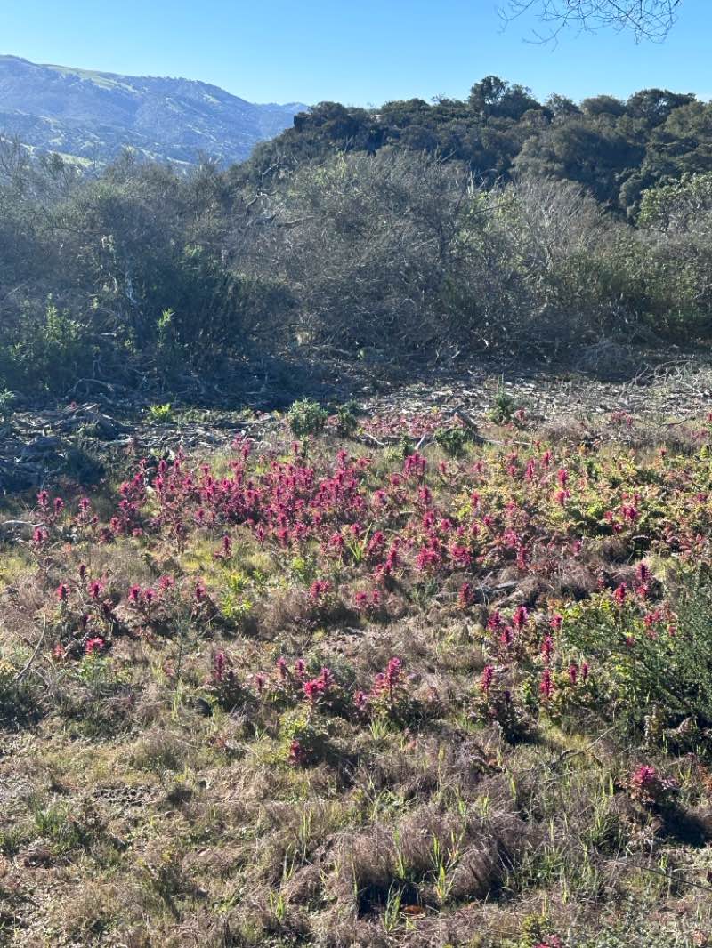 walking near me in Fort Ord National Monument in winter