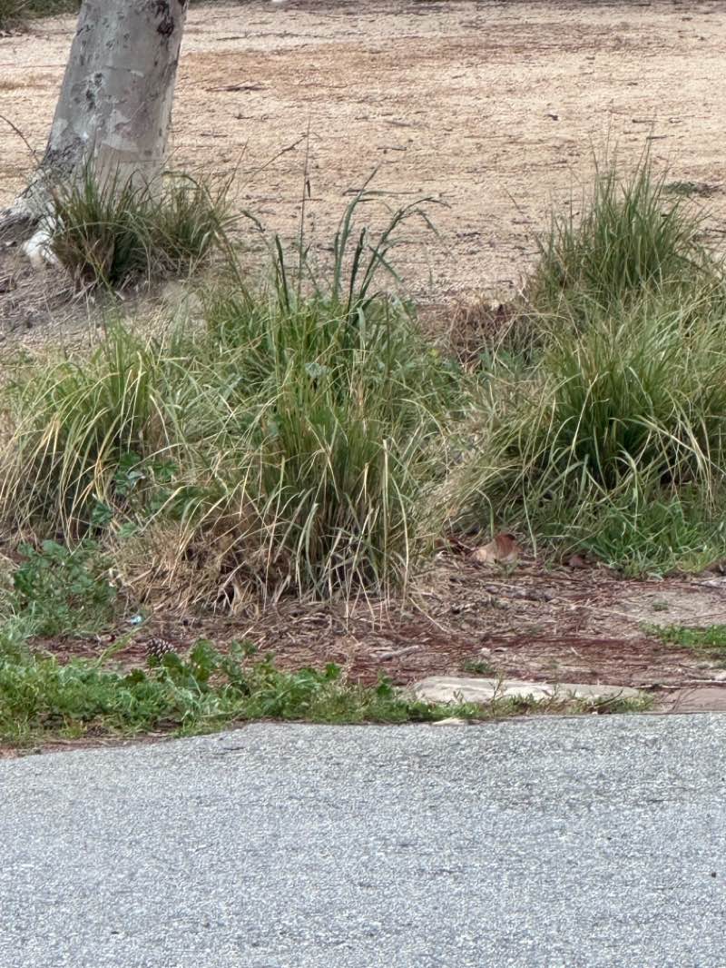 walking near me in El Dorado Community Park in spring