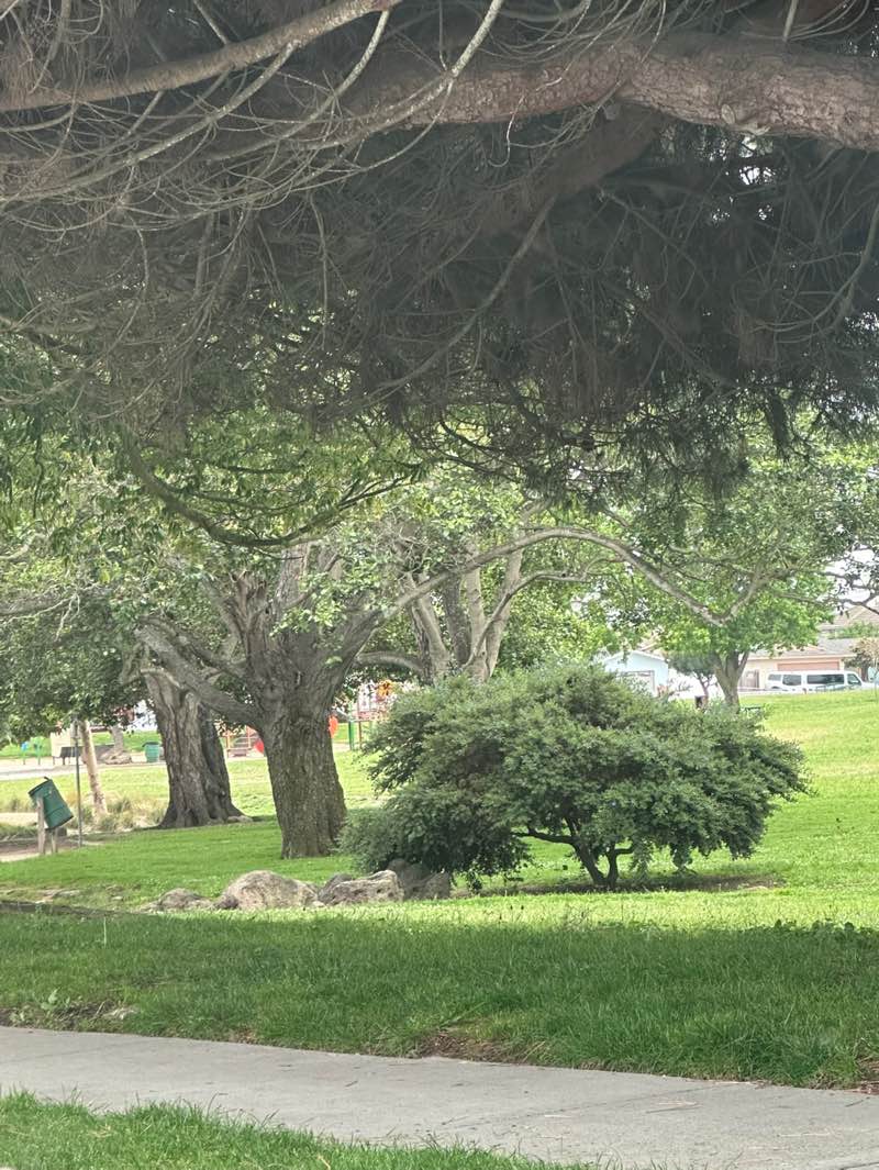 walking near me in El Dorado Community Park in spring