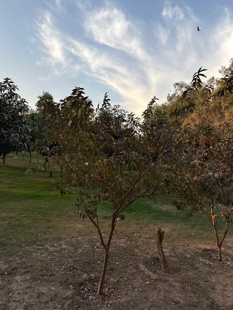 walking near me in Gulshan-e-Iqbal Park in winter