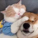 真让猪头大🌼