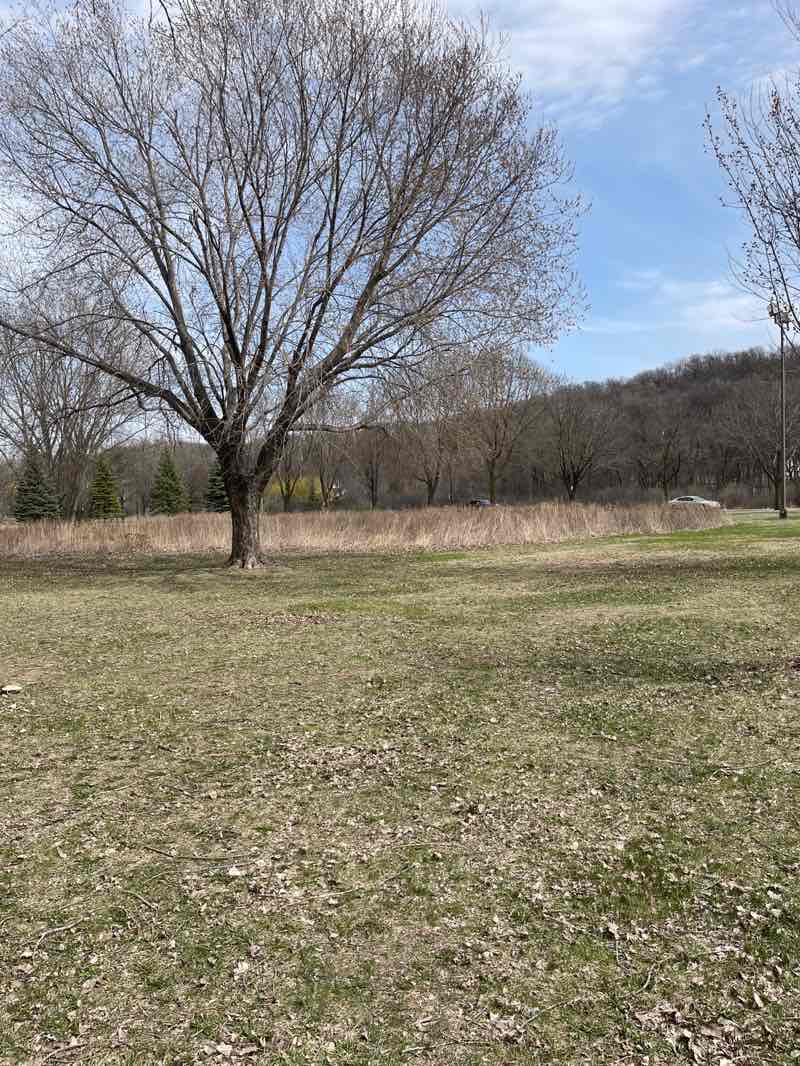 walking near me in Rasmussen Woods in spring