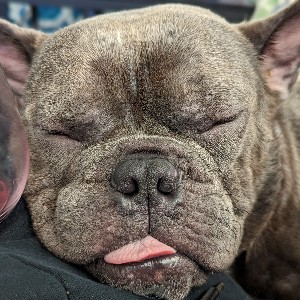 Sharon Johnson profile