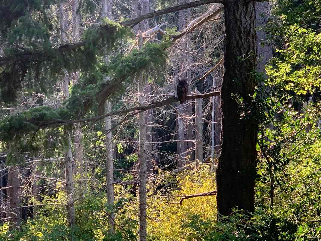 walking near me in Rathtrevor Beach Provincial Park in autumn