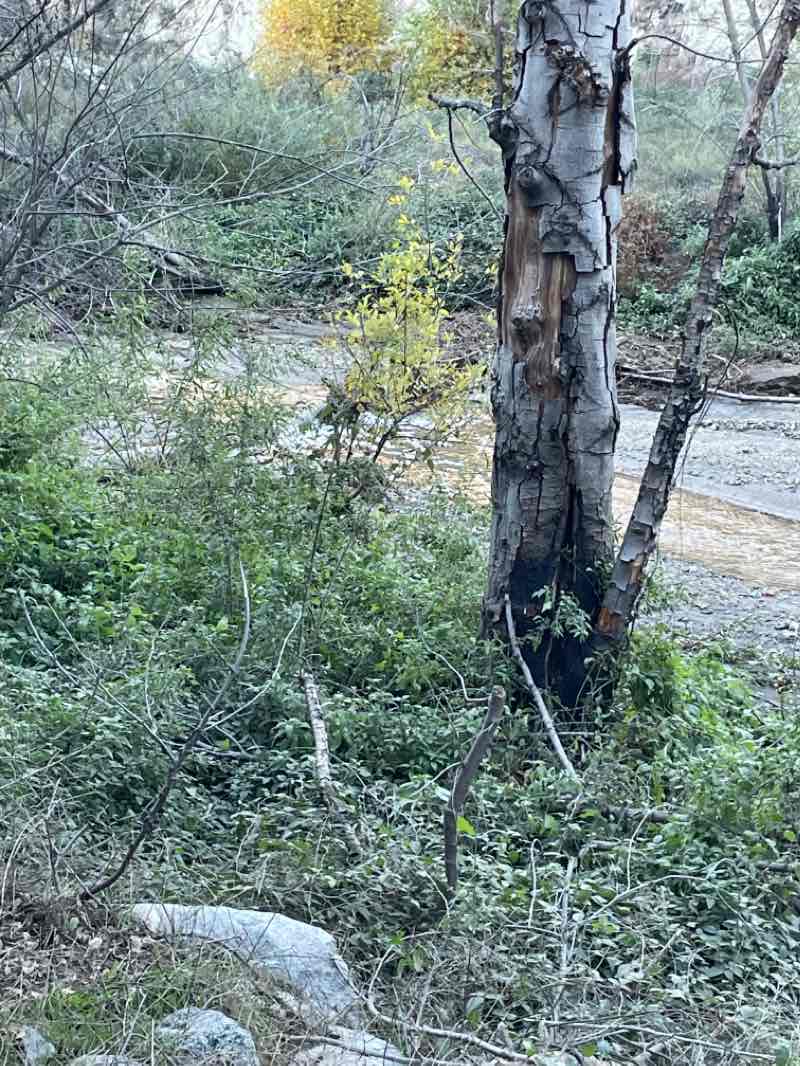 walking near me in San Gabriel Wilderness in winter