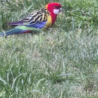 🇦🇺  d E b   🦔 post 1