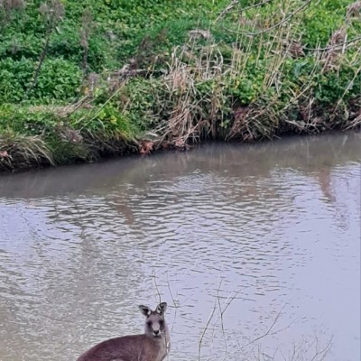 🇦🇺  d E b   🦔 post 1