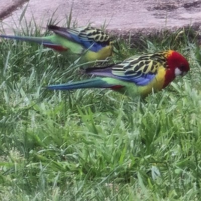 🇦🇺  d E b   🦔 post 2