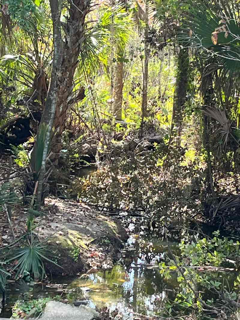 walking near me in Founders Park in autumn
