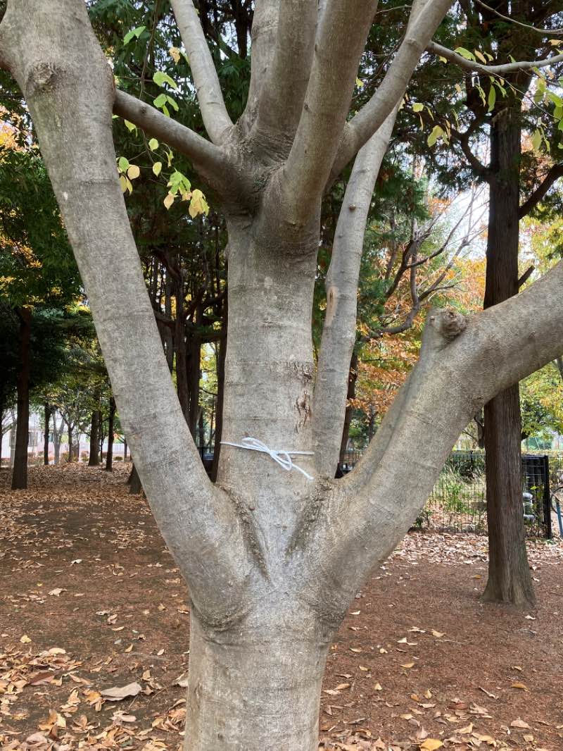 walking near me in Higashiyama Park in winter