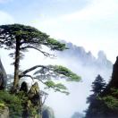 云果