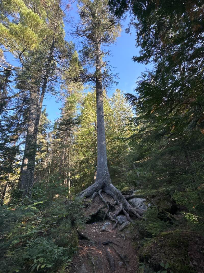 walking near me in Lake Superior Provincial Park in winter