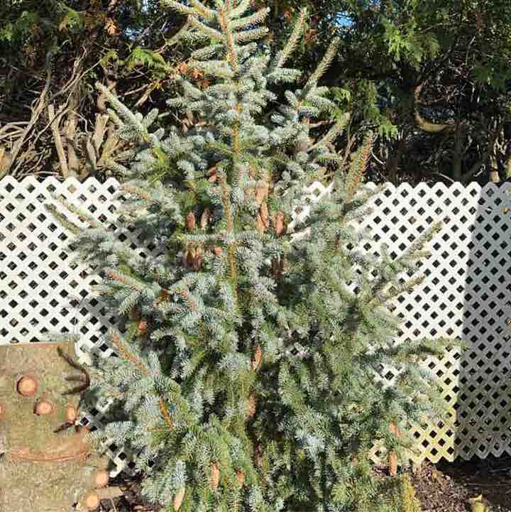 Julie 🌼🌺🌸 post 3