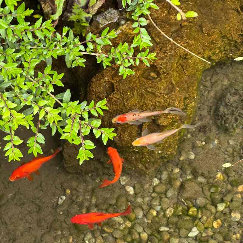 Melissas Stone post 2