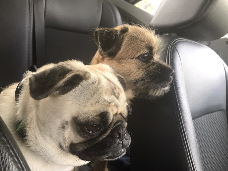 Sarah 🇬🇧🐕 profile