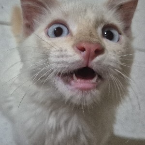 Samara Rodrigues profile