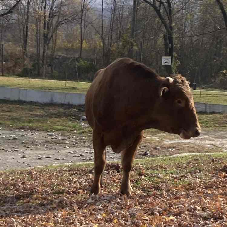 Zelimkhan Khubaa post 2