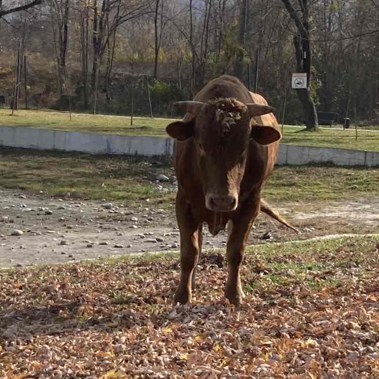 Zelimkhan Khubaa post 3