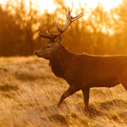 Zelimkhan Khubaa post 2