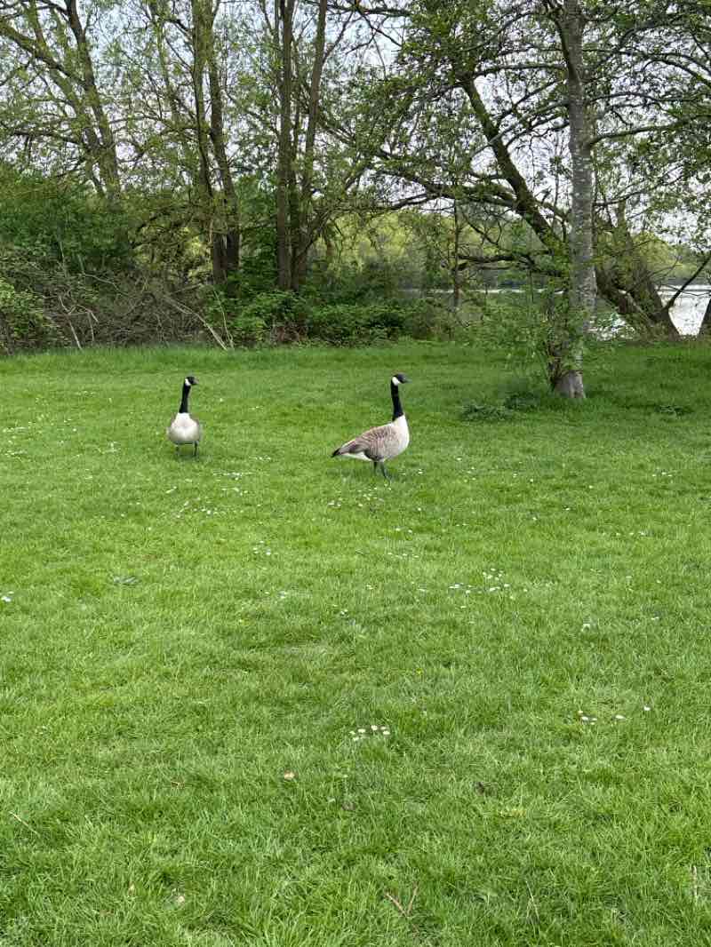 walking near me in Ray Park in spring