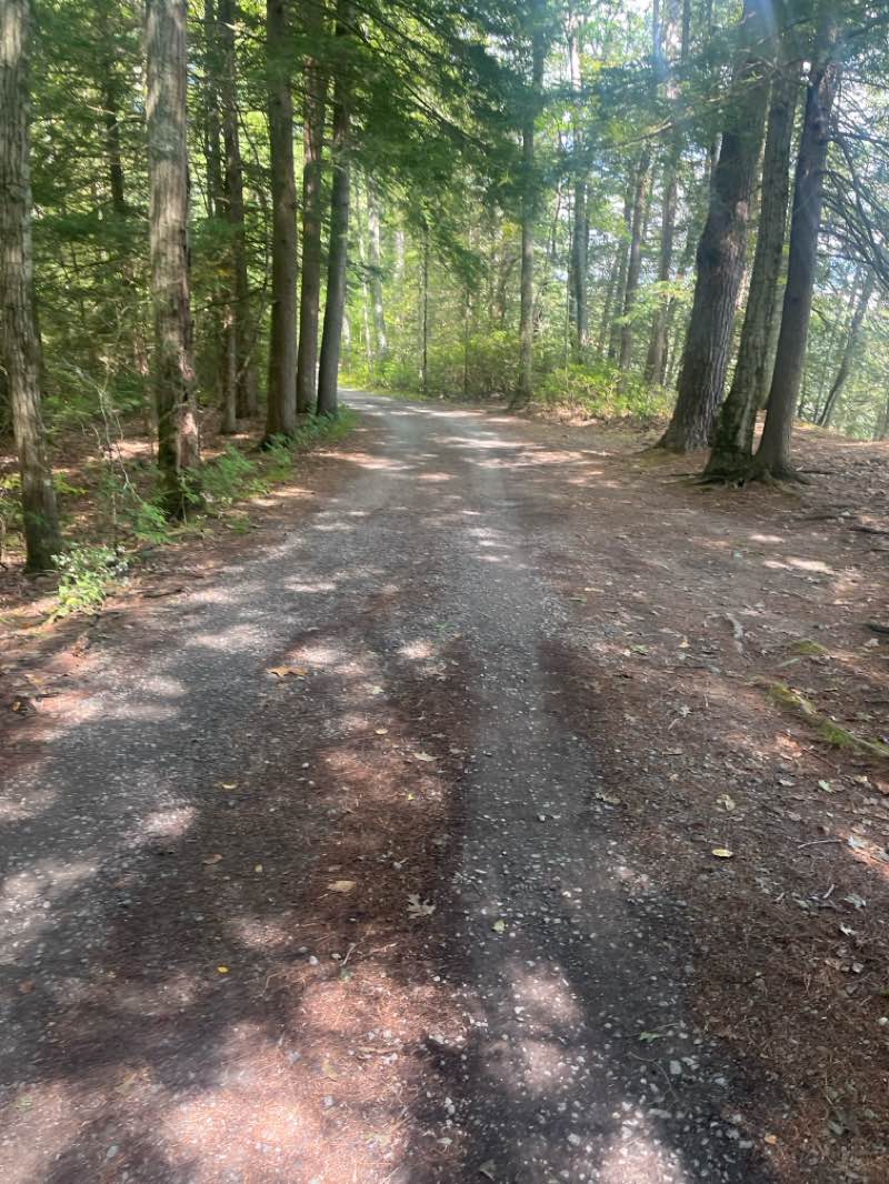 walking near me in Tioga State Forest in autumn
