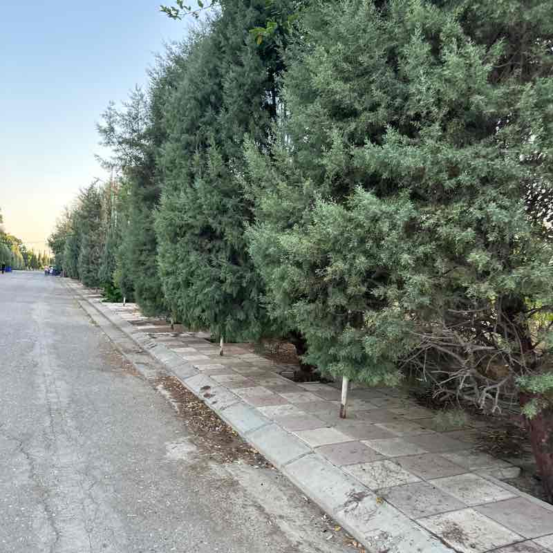 Sarbast post 1