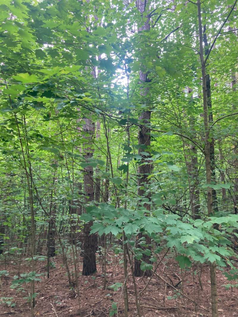 walking near me in Aspen Park in winter